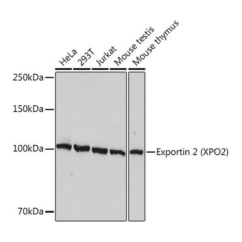 Merck Anti-Exportin 2 (XPO2) antibody produced in rabbit
