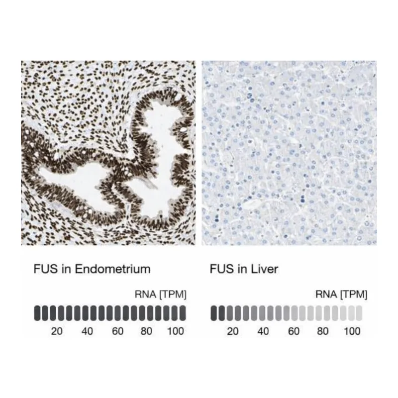 Merck Anti-FUS antibody produced in rabbit