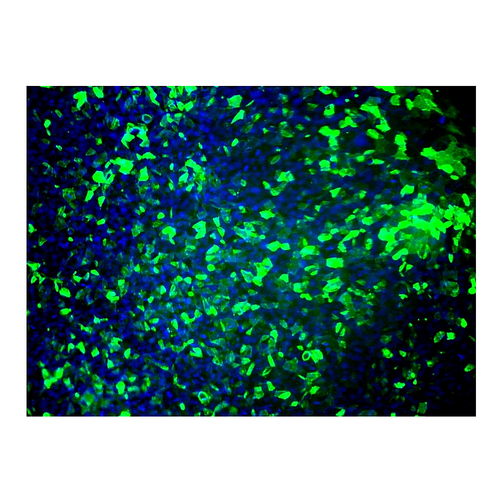 BD Alexa Fluor® 555 Mouse anti-Human TRA-1-81 Antigen
