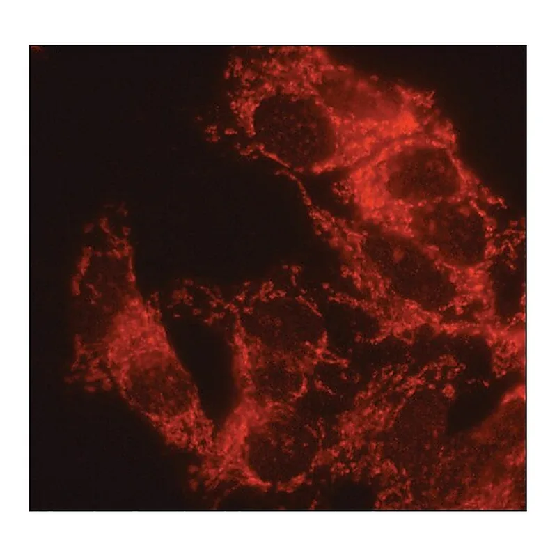 Merck Anti-alpha1,2-Mannosidase IA antibody produced in rabbit