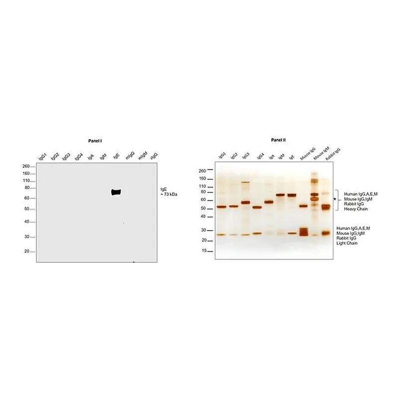 Thermo Fisher Scientific Goat anti-Human IgE Secondary Antibody, HRP
