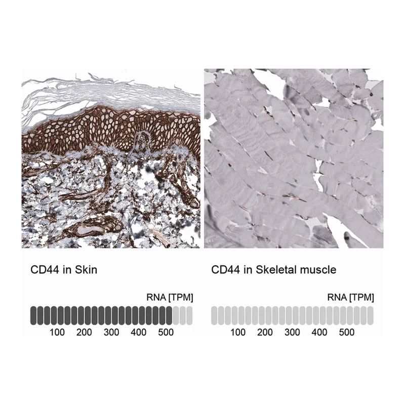 Merck Anti-CD44 antibody produced in mouse
