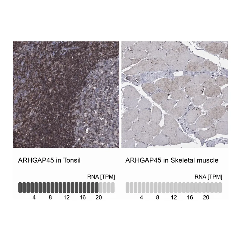 Merck Anti-ARHGAP45 antibody produced in rabbit