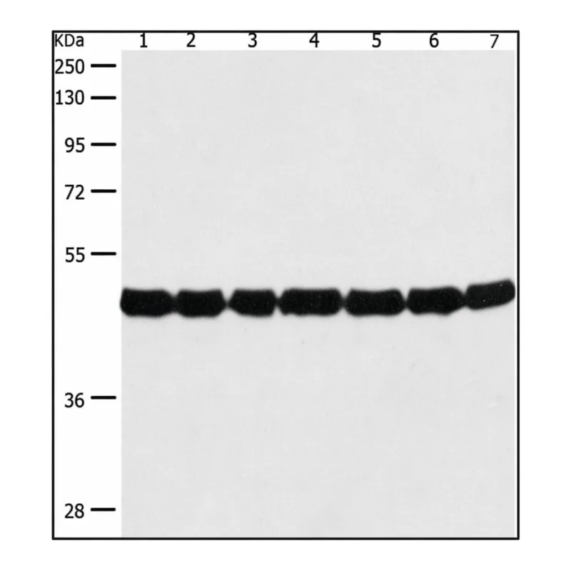 Merck Anti-ACTIN antibody produced in rabbit