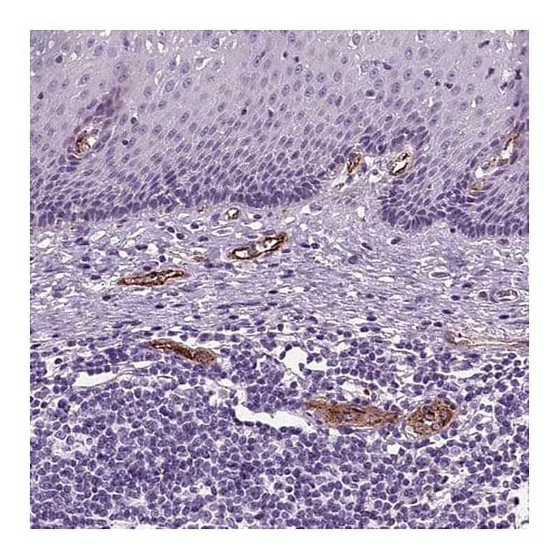 Merck Anti-VWF antibody produced in rabbit