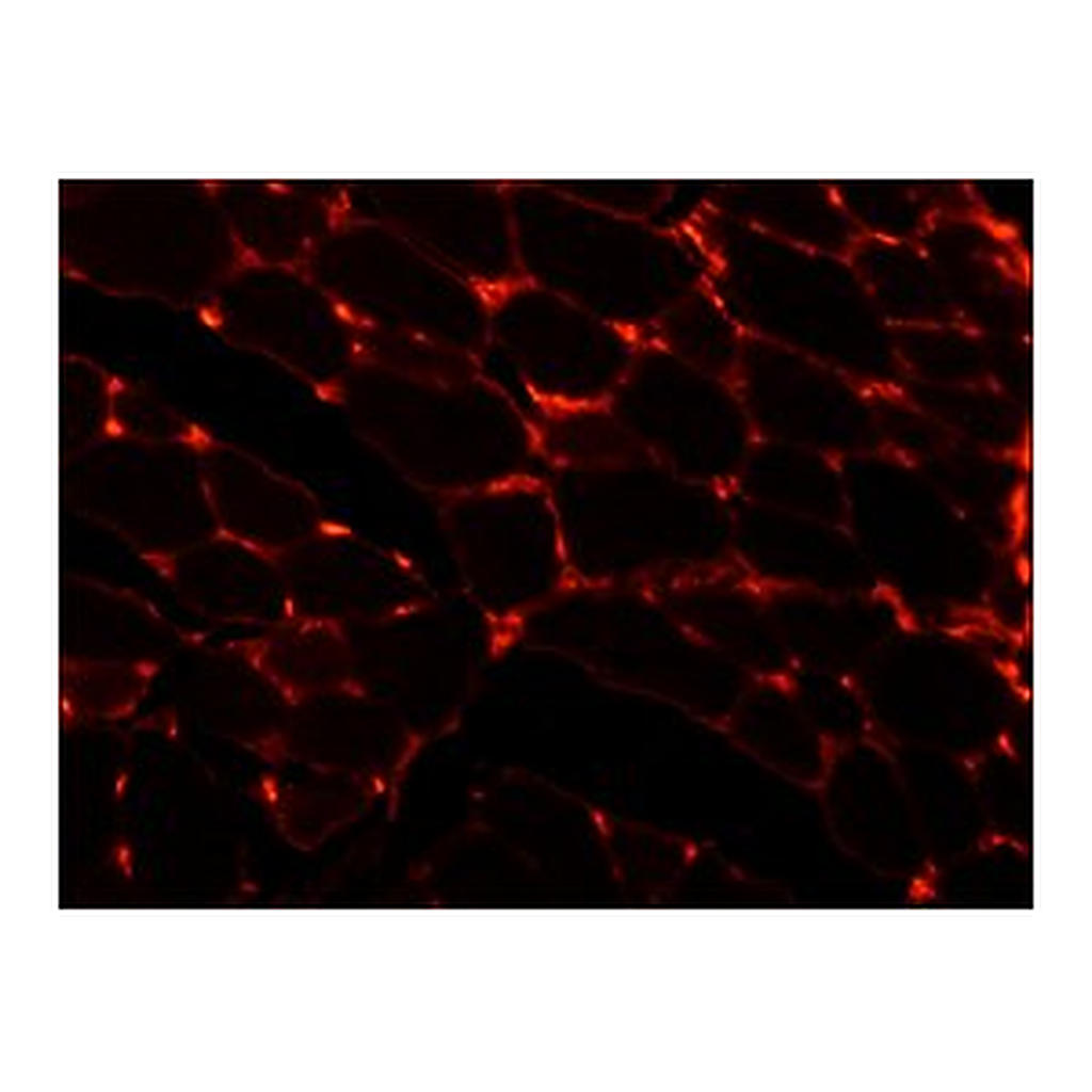 Merck MONOCLONAL ANTI-LAMININ CLONE LAM-89