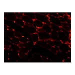 Merck MONOCLONAL ANTI-LAMININ CLONE LAM-89
