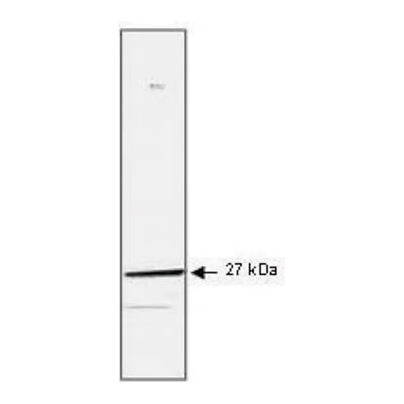 Merck Monoclonal Anti-HSP27 antibody produced in mouse