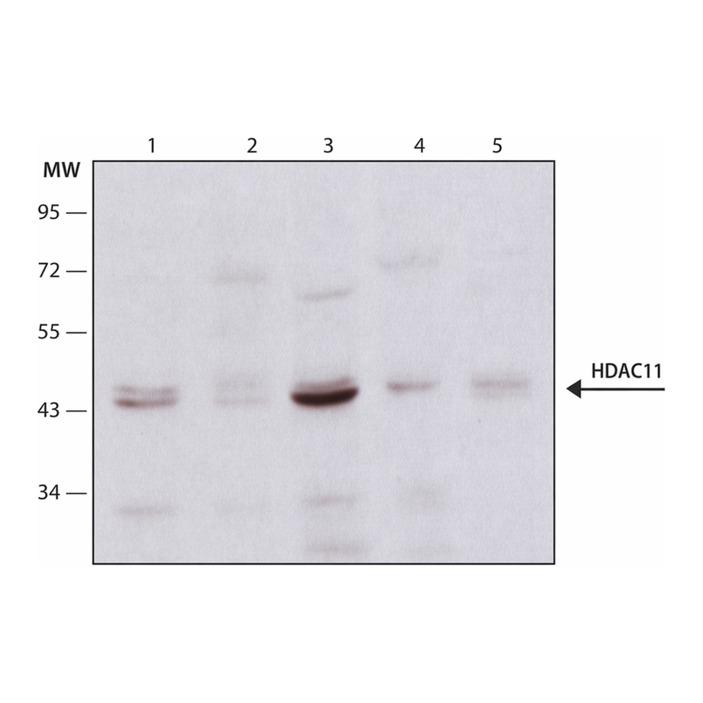 Merck Anti-Histone Deacetylase 11 (HDAC11) antibody produced in rabbit