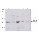 Merck Anti-Histone Deacetylase 11 (HDAC11) antibody produced in rabbit