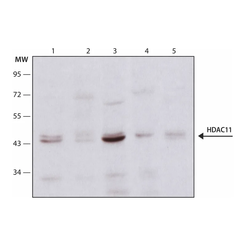 Merck Anti-Histone Deacetylase 11 (HDAC11) antibody produced in rabbit