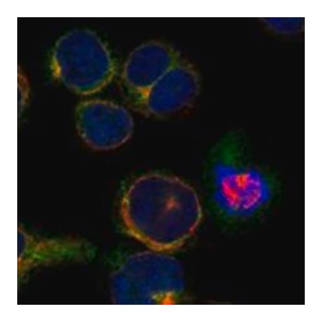 Merck Anti-TACC1 antibody produced in rabbit