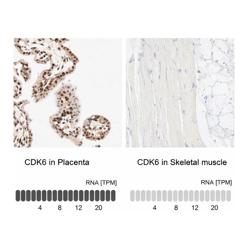 Merck Anti-CDK6 antibody produced in rabbit
