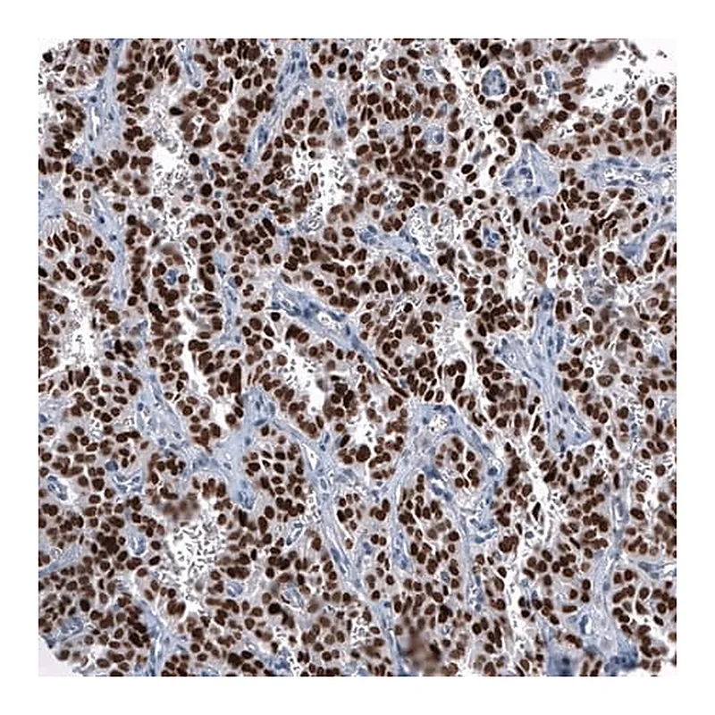 Merck Monoclonal Anti-OTP antibody produced in mouse