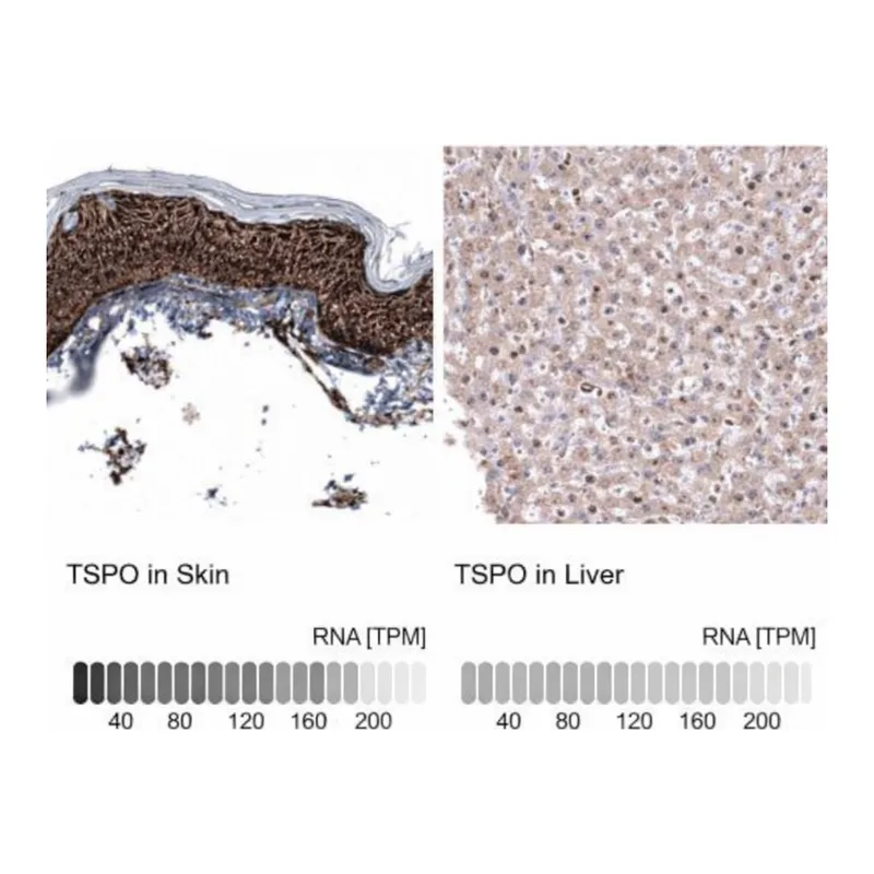 Merck Anti-TSPO antibody produced in mouse