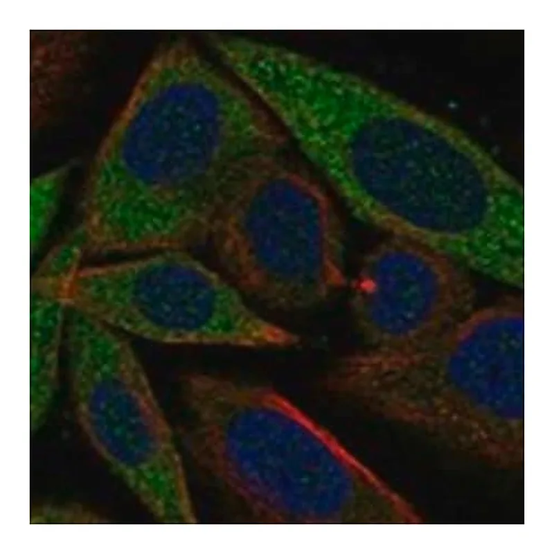 Merck Anti-GSPT1 antibody produced in rabbit