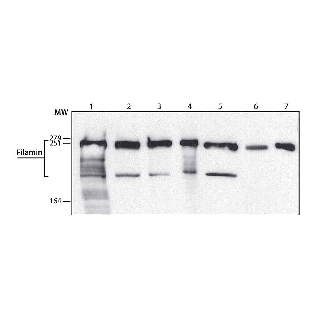 Merck Anti-Filamin antibody,Mouse monoclonal