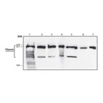 Merck Anti-Filamin antibody,Mouse monoclonal