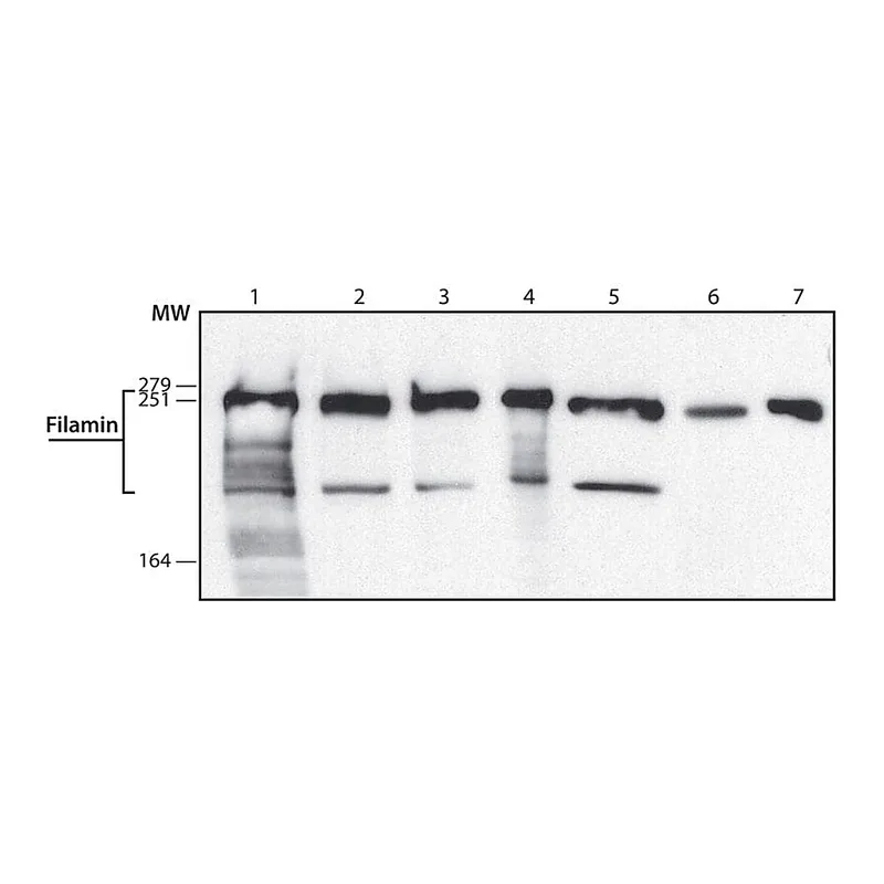 Merck Anti-Filamin antibody,Mouse monoclonal