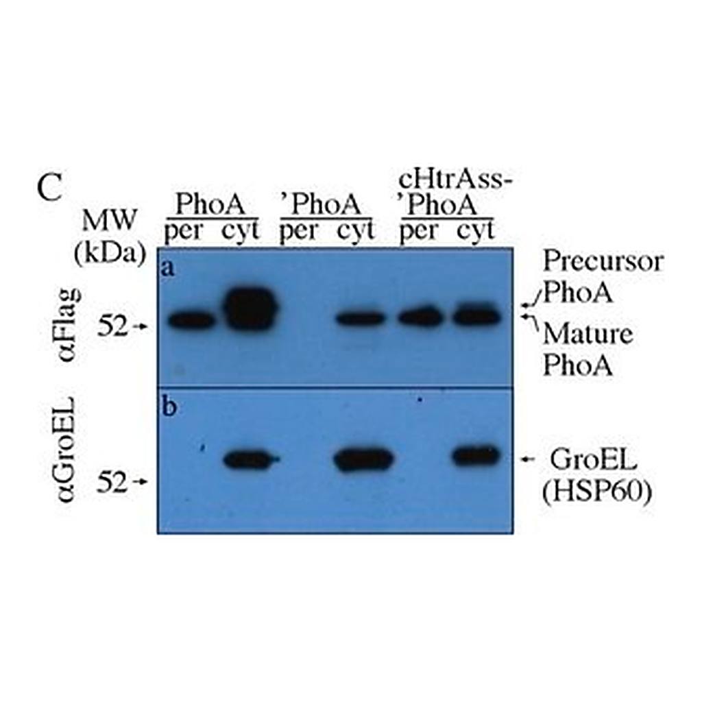 Merck RABBIT ANTI-GRO-EL, IGG FRACTION
