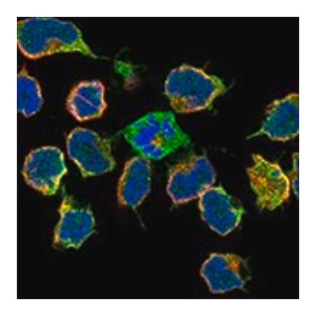 Merck Anti-FNBP1 antibody produced in rabbit