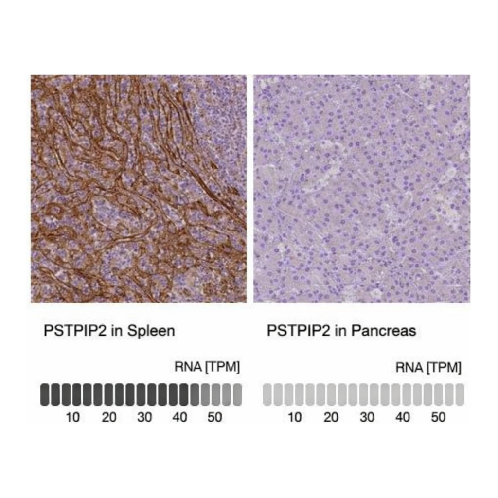 Merck Anti-PSTPIP2 antibody produced in rabbit