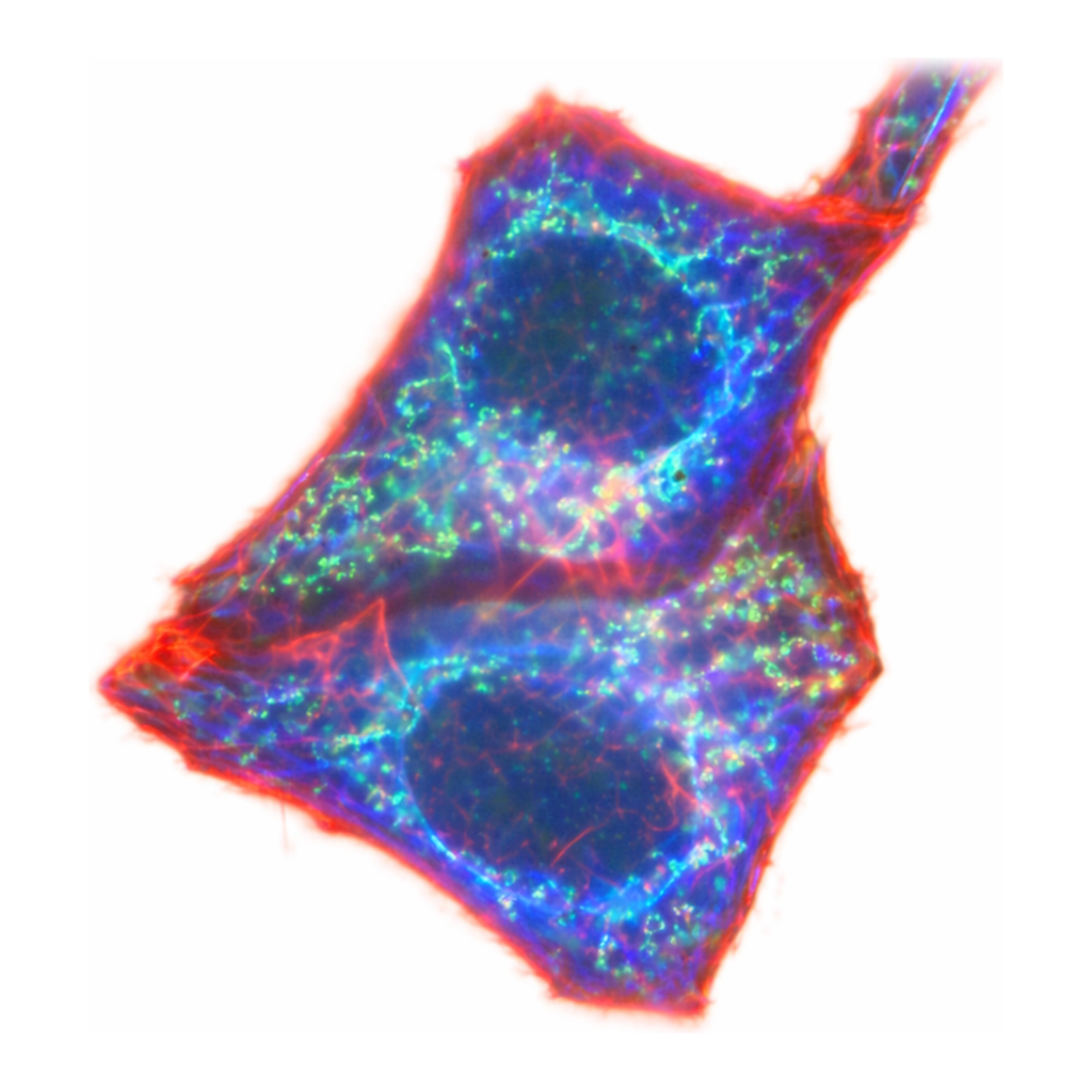 Merck Anti-Human IgG (H+L), highly cross-adsorbed, CF(TM) 488A antibody produced in goat