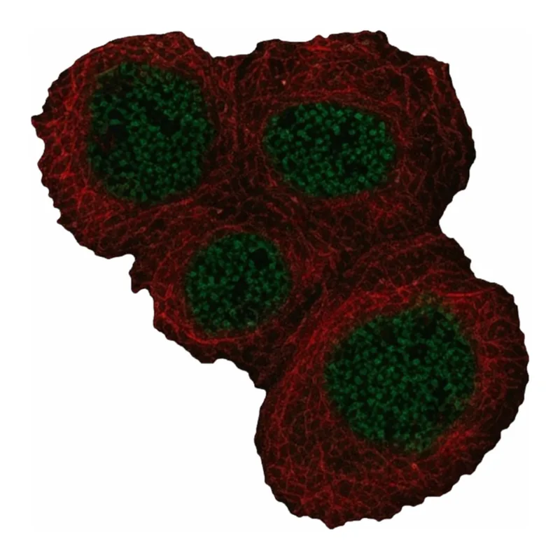 Merck Anti-POLL antibody produced in rabbit