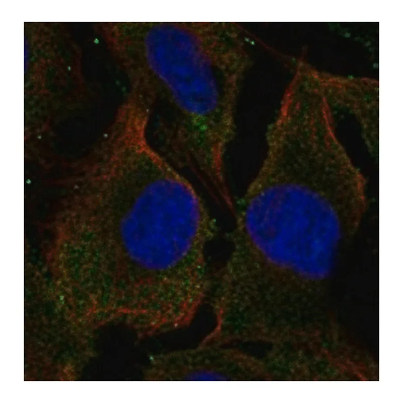 Merck Anti-SYPL2 antibody produced in rabbit