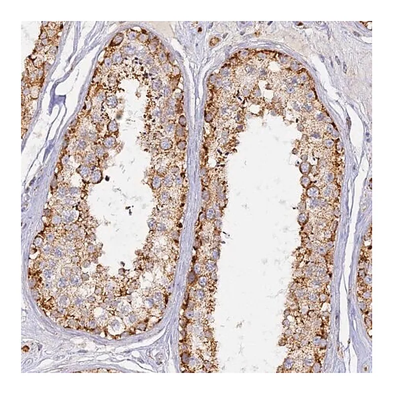 Merck Anti-DONSON antibody produced in rabbit