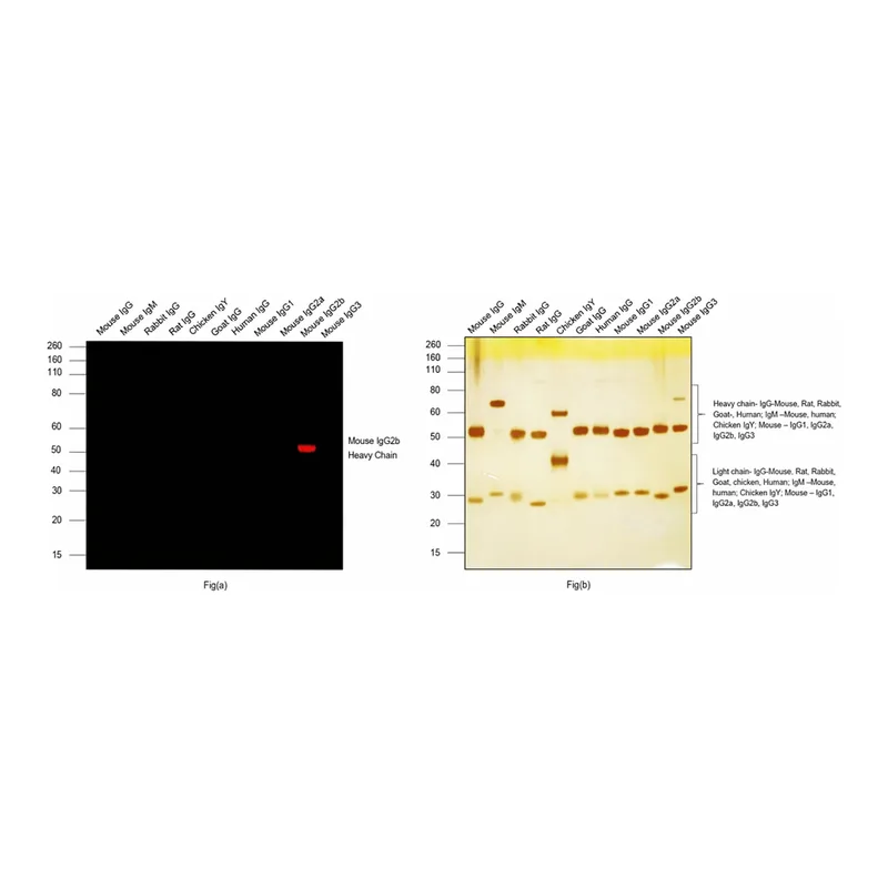 Thermo Fisher Scientific Goat anti-Mouse IgG2b Cross-Adsorbed Secondary Antibody, Alexa Fluor 647