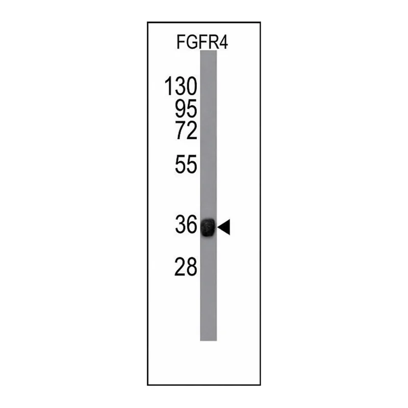 Merck Monoclonal Anti-FGFR4 antibody produced in mouse