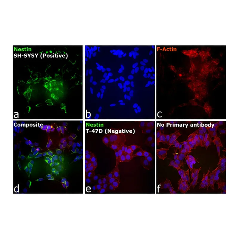 Thermo Fisher Scientific F(ab`)2-Goat anti-Mouse IgG (H+L) Cross-Adsorbed Secondary Antibody, Alexa Fluor 555