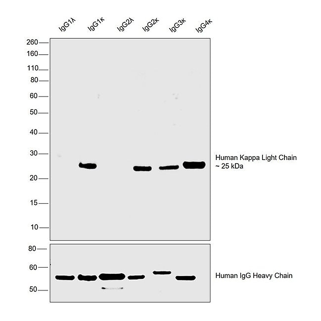 Thermo Fisher Scientific F(ab`)2-Goat anti-Human Kappa Light Chain Secondary Antibody, HRP