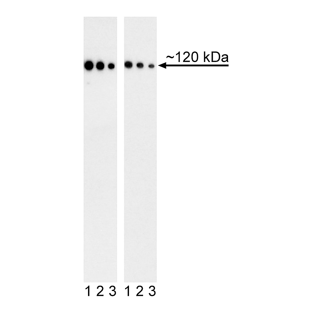 BD Purified Mouse Anti-Human CD324 (E-Cadherin)