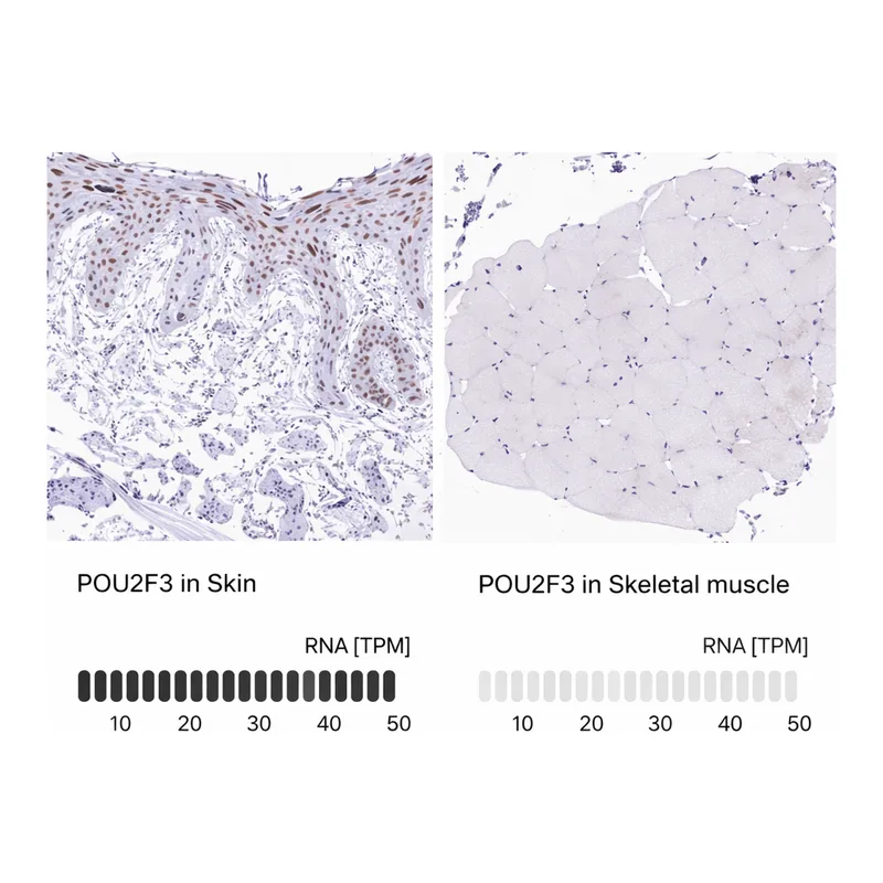 Merck ANTI-POU2F3