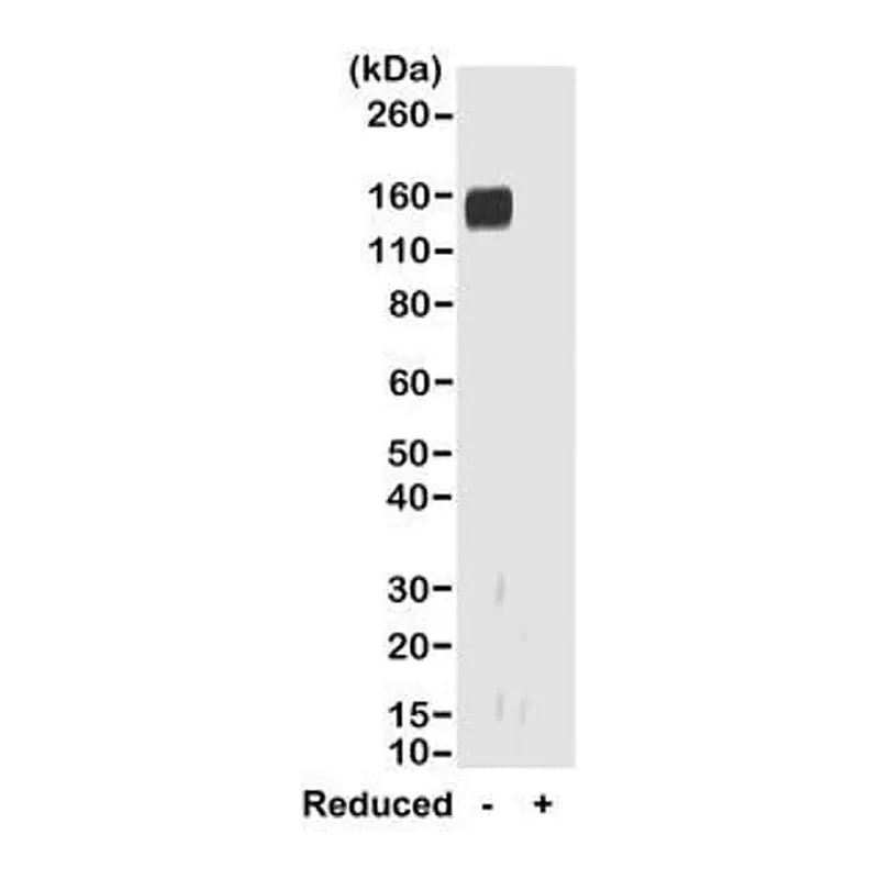 Thermo Fisher Scientific Goat anti-Rabbit IgG Fab Recombinant Secondary Antibody