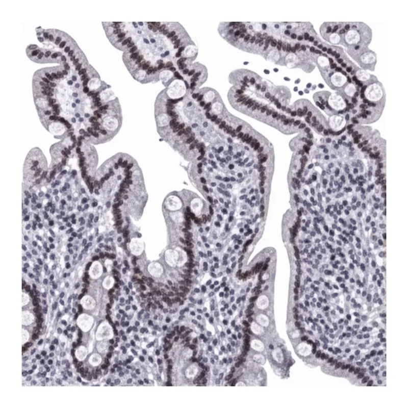 Merck Anti-NPAS3 antibody produced in rabbit
