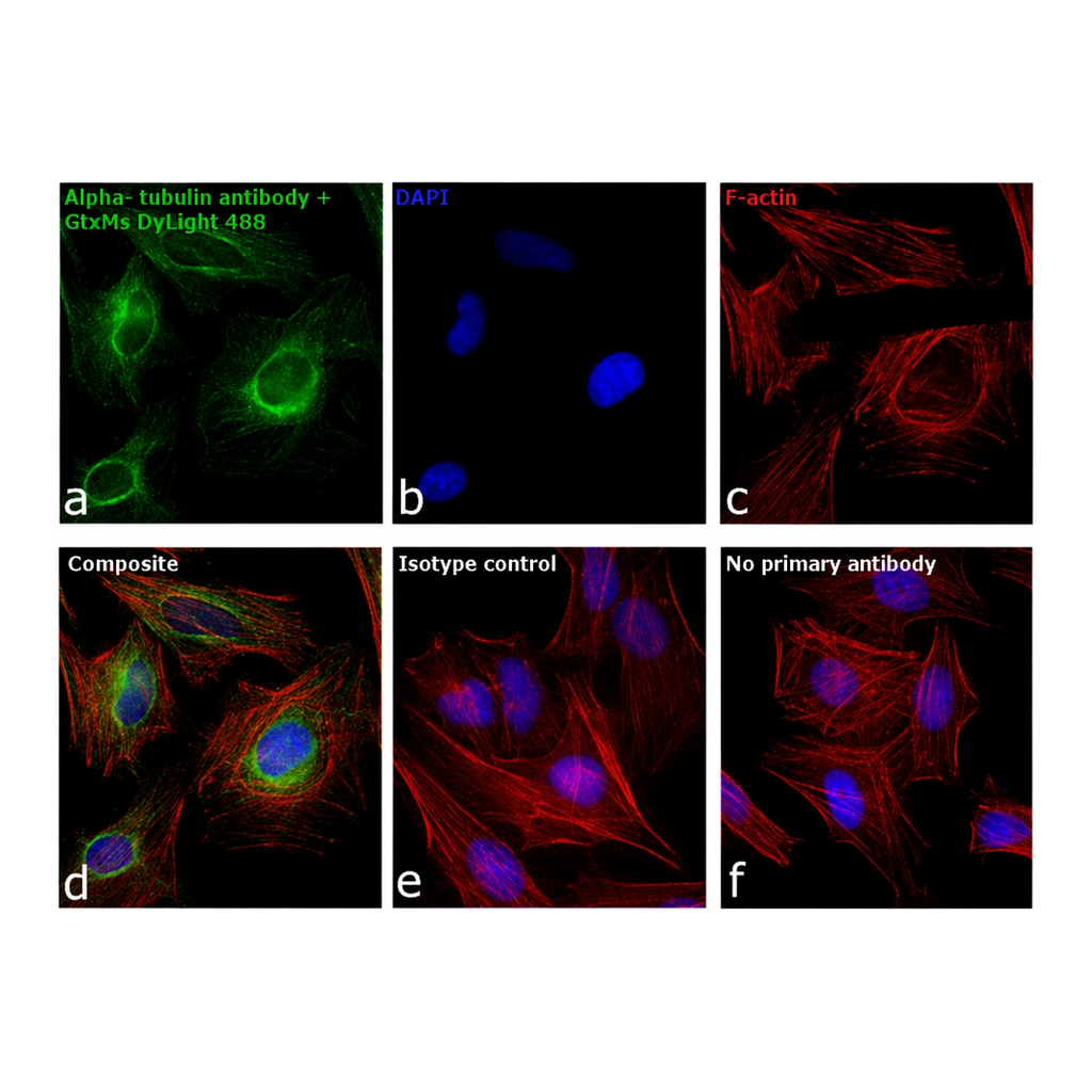 Thermo Fisher Scientific Goat anti-Mouse IgG (H+L) Secondary Antibody, DyLight 488