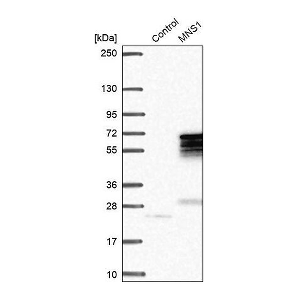 Merck Anti-MNS1 antibody produced in rabbit