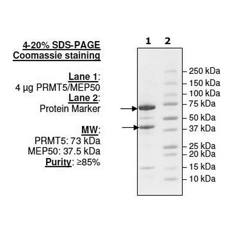 Merck PRMT5/MEP50 Active human