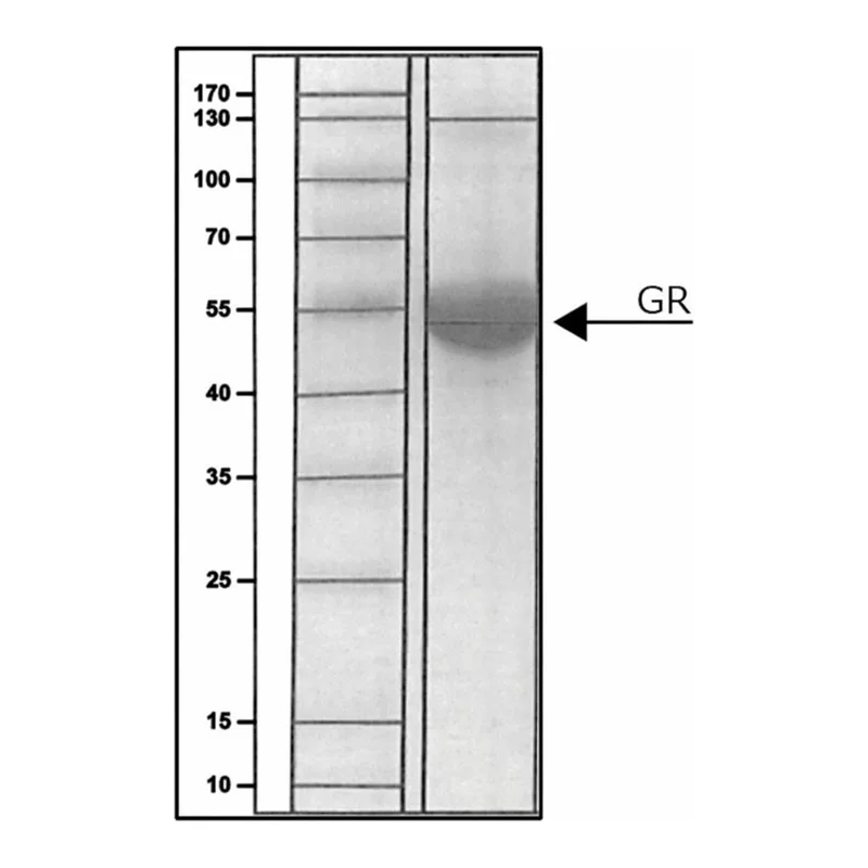 Merck GLUTATHIONE REDUCTASE HUMAN, BUFFERED&