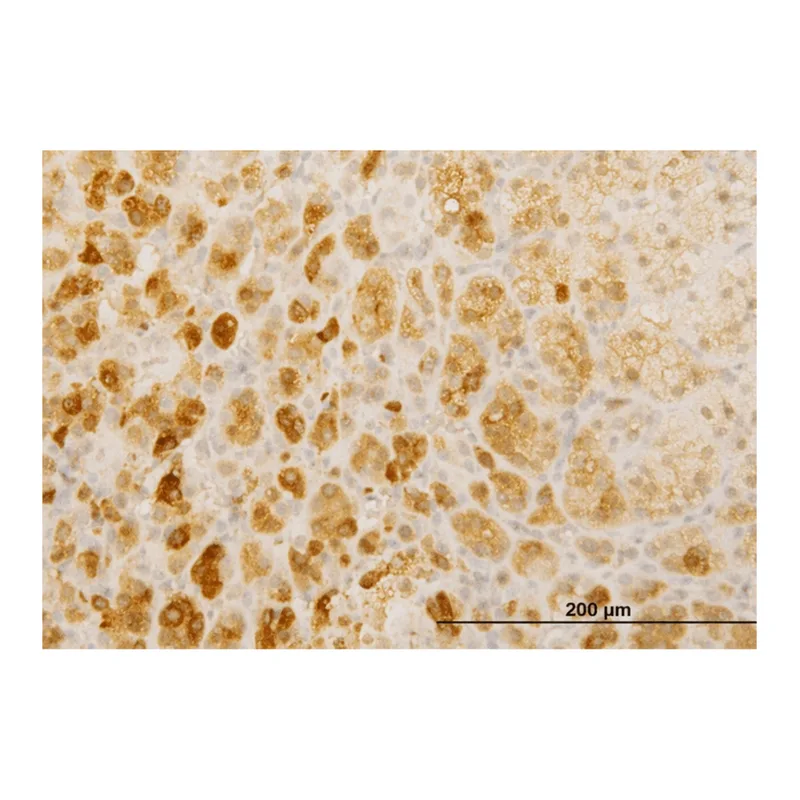 Merck Monoclonal Anti-TWIST2 antibody produced in mouse