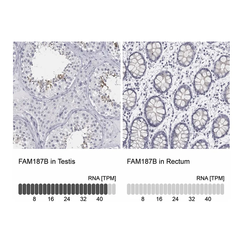 Merck Anti-FAM187B antibody produced in rabbit