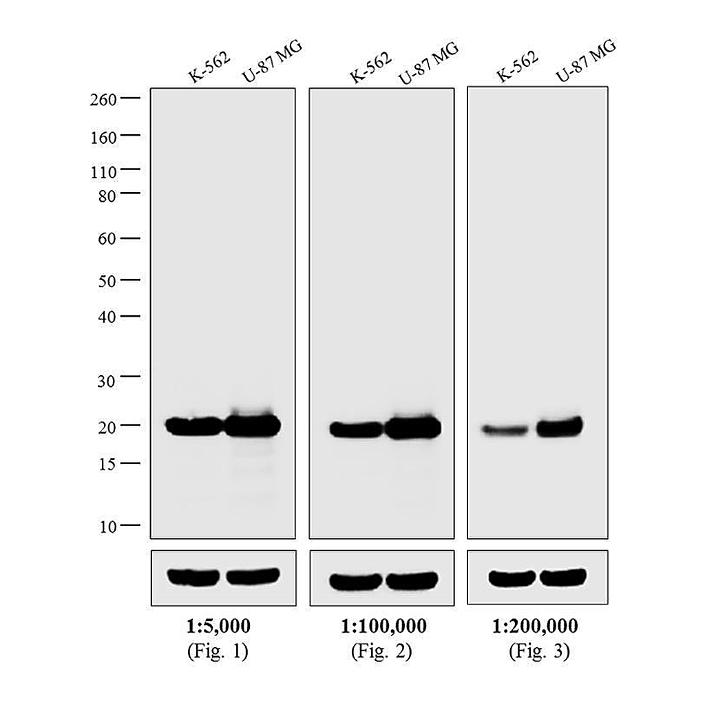 Thermo Fisher Scientific Rabbit anti-Mouse IgG Fc Secondary Antibody, HRP