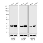 Thermo Fisher Scientific Rabbit anti-Mouse IgG Fc Secondary Antibody, HRP