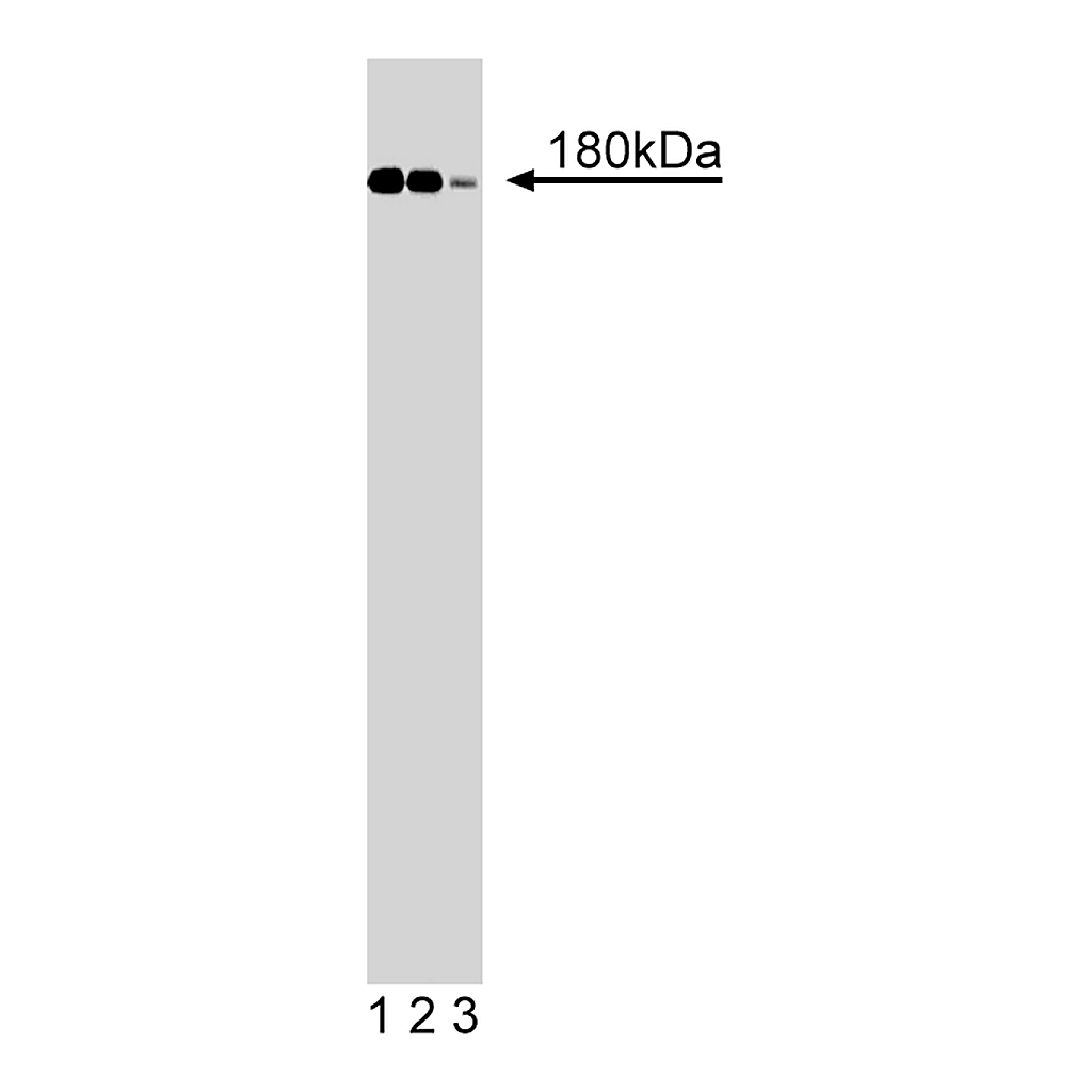BD Purified Mouse Anti-IRS-1
