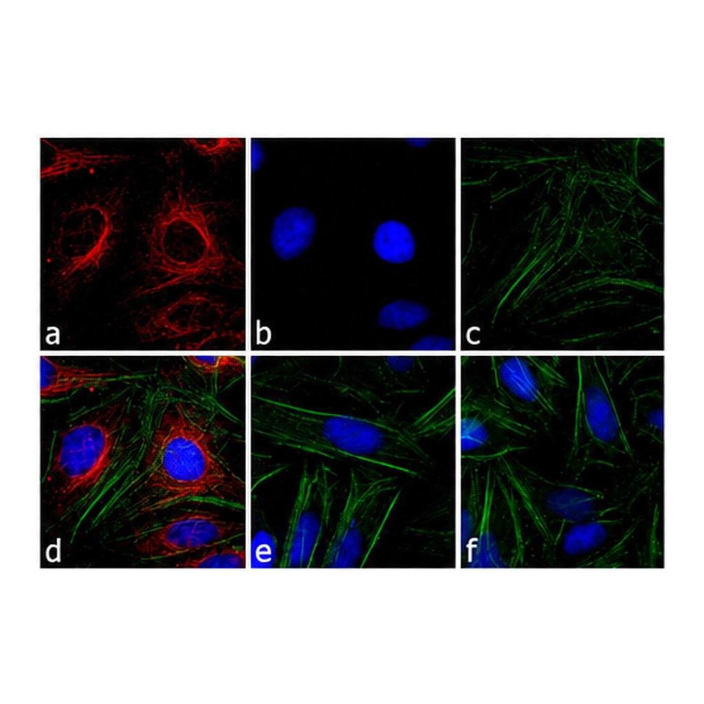 Thermo Fisher Scientific Goat anti-Mouse IgG (H+L) Cross-Adsorbed Secondary Antibody, DyLight 594