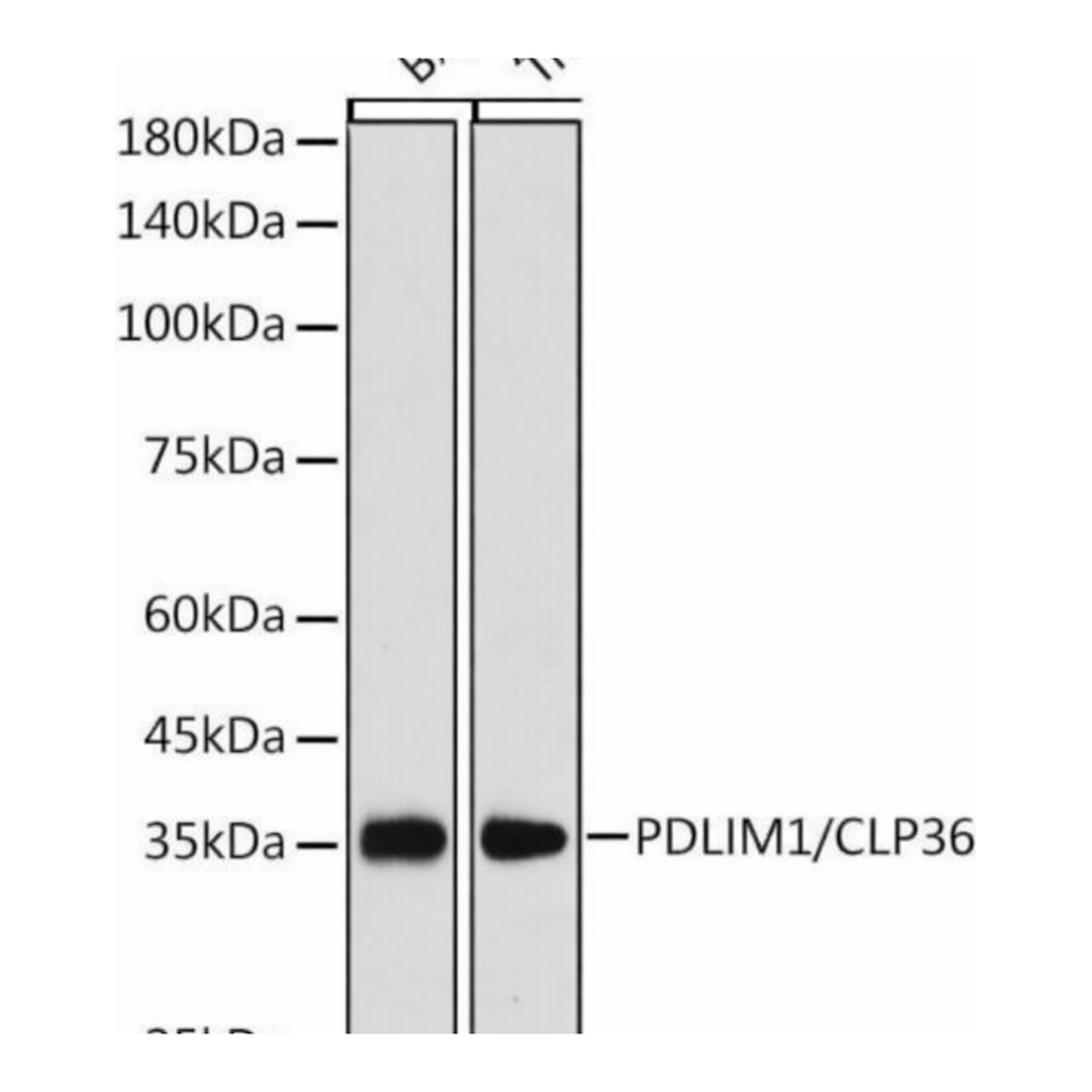 Merck Anti-PDLIM1/CLP36 antibody produced in rabbit
