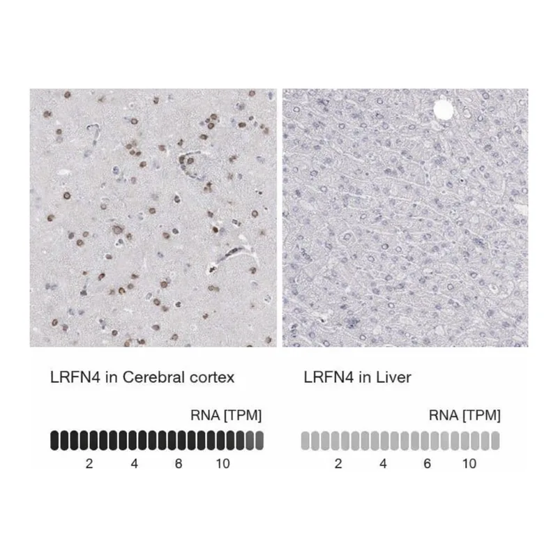 Merck Anti-LRFN4 antibody produced in rabbit
